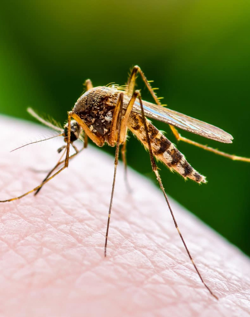 mosquito-control-services