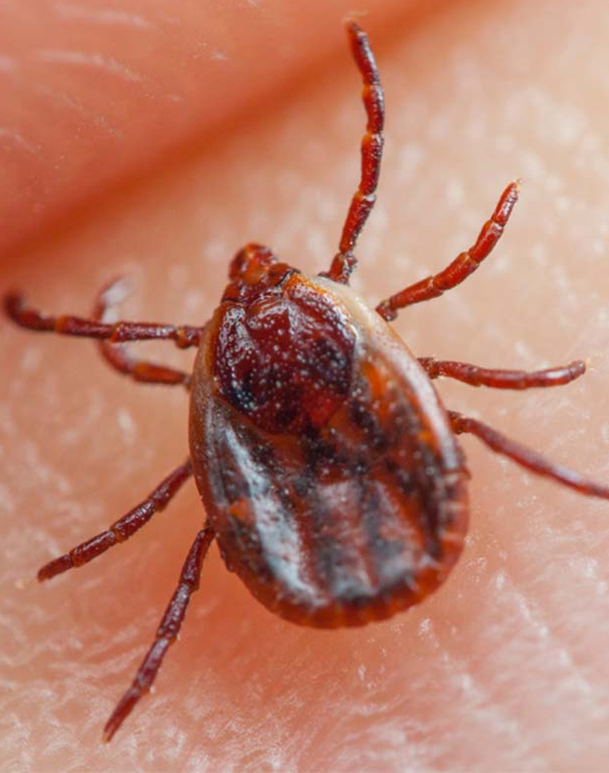 ticks-pest-control-services